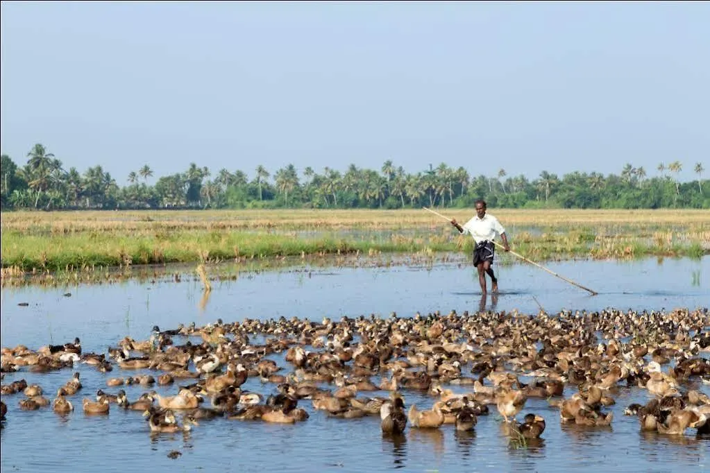 Aqualillies Water Front Heritage Homestay Kumarakom